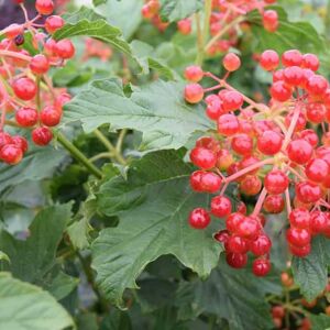 Viburnum opulus 'Compactum' 80-100 cm